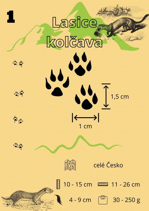 stopy zvířat v českých lesích